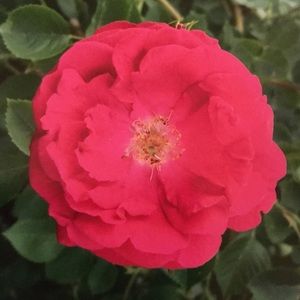 🦋🌸MEET YOUR POSHER L🌸🦋